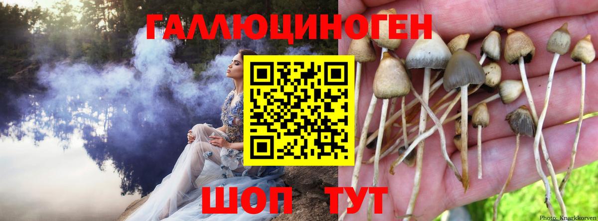 Рыбинск  Псилоцибиновые грибы GOLDEN TEACHER  Вход с VPN  продажа наркотиков  Псилоцибиновые грибы Psilocybine cubensis 